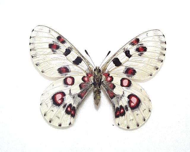 外国産蝶標本 オオアカボシウスバ A♂ 中国・青海省 産 外国産蝶
