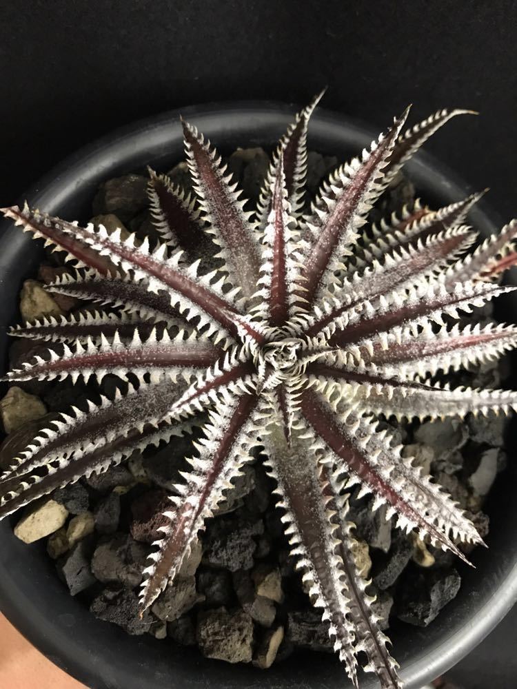 Dyckia ディッキア First ビルベイカー Cousin メガレア | Cousin