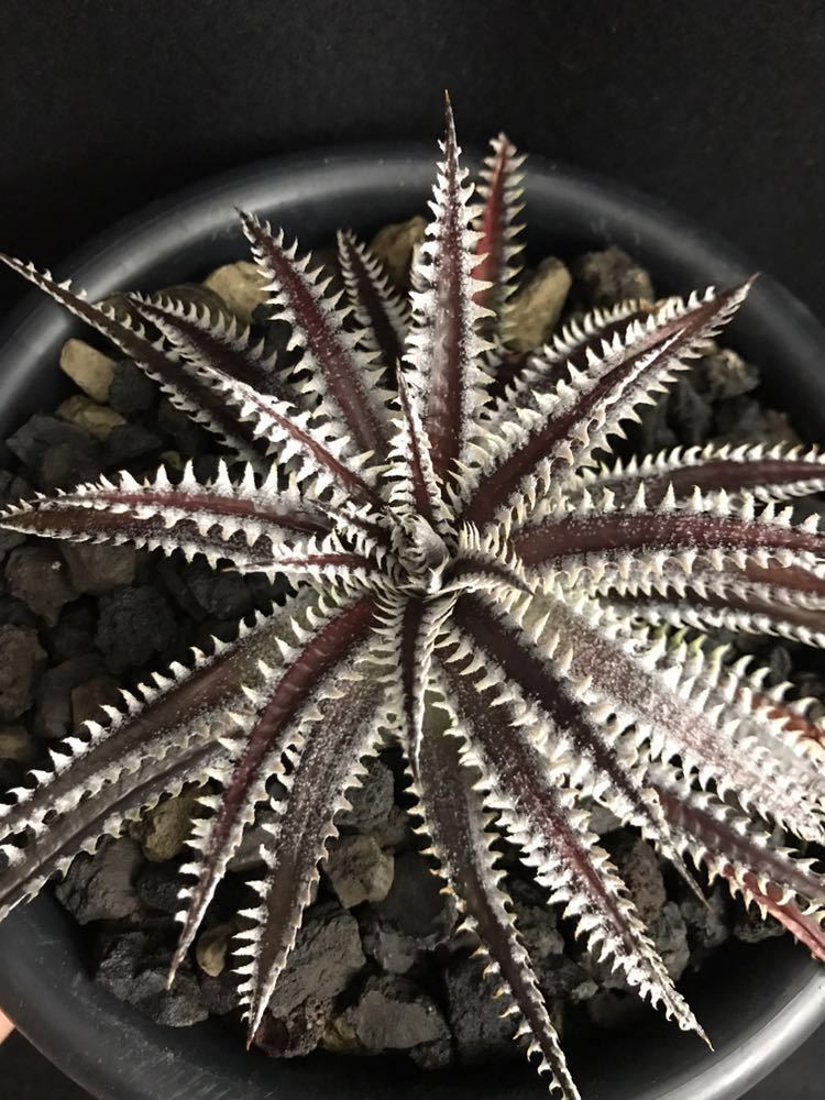 ディッキア・ファーストカズン：Dyckia 'First Cousin'