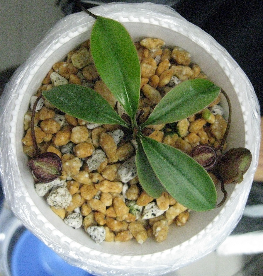 食虫植物　Nepenthes Attenboroughii　ＢＣＰ　 ウツボカズラ　ネペンテス　アッテンボロギ