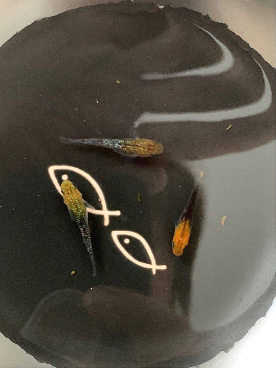 『夢幻メダカ』夜桜 メダカ 有精卵15個+α_1