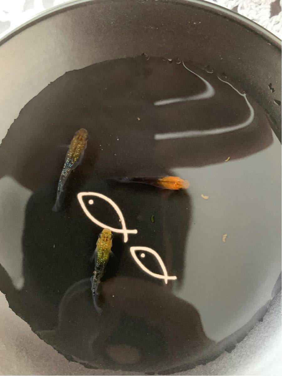 『夢幻メダカ』夜桜 メダカ 有精卵15個+α_2