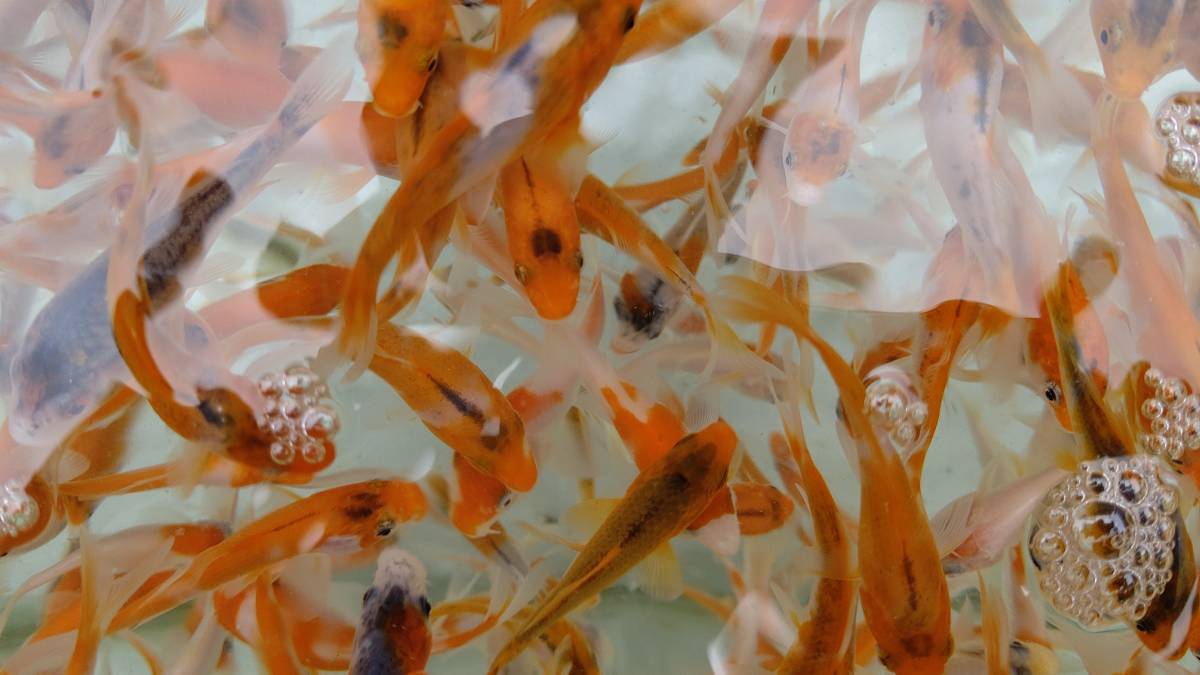 錦鯉の稚魚 引き取り限定 約300匹 錦鯉 売買されたオークション情報 Yahooの商品情報をアーカイブ公開 オークファン Aucfan Com