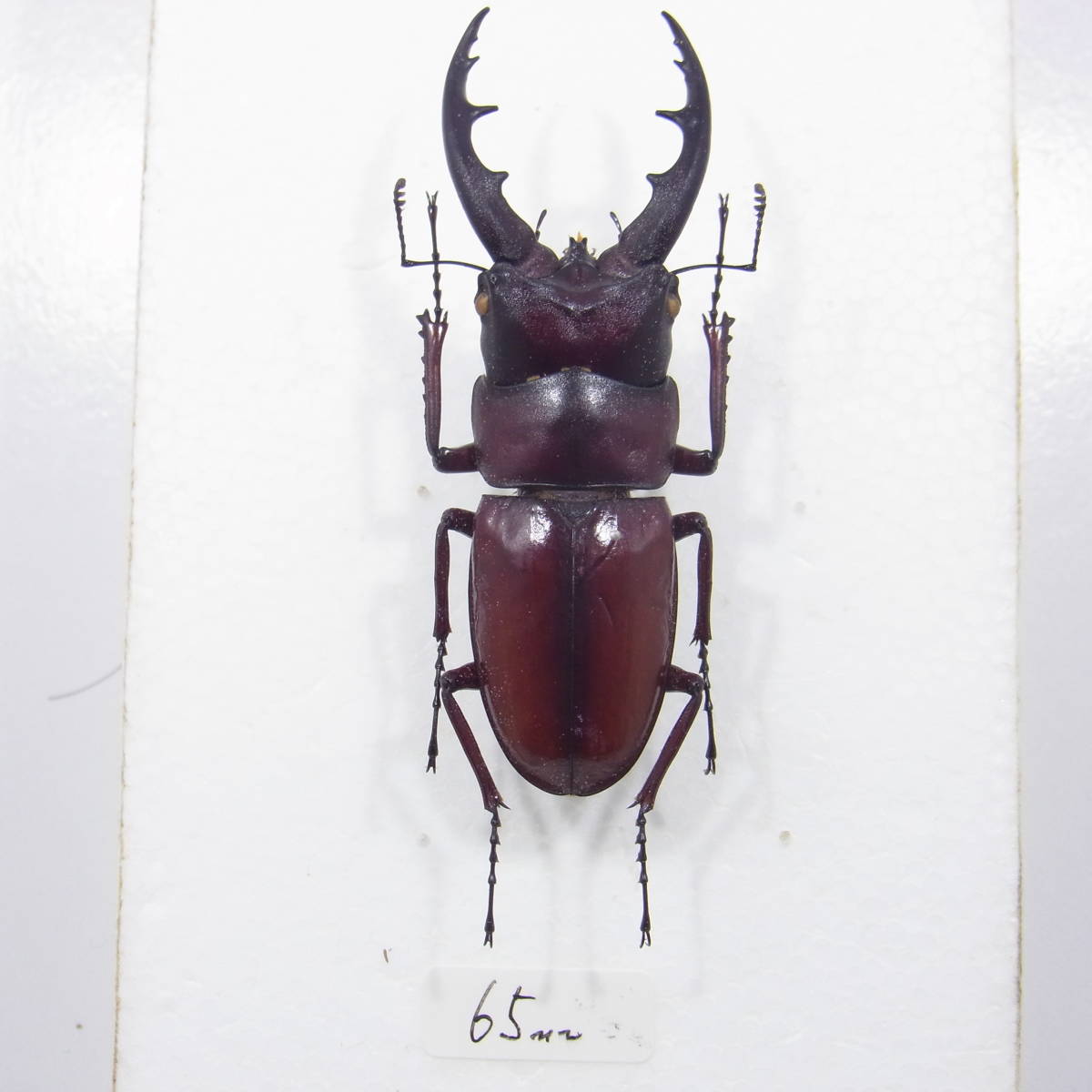 オキナワノコギリクワガタ（沖縄） 標本 65mm ☆オキナワノコギリクワガタ♂66mm標本☆ INSECT オキナワ