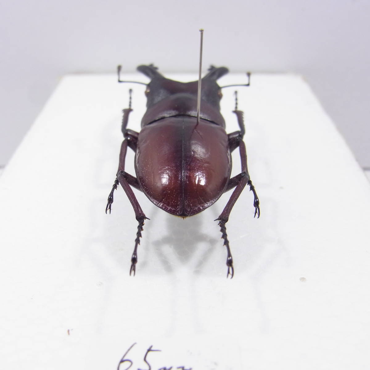 ☆オキナワノコギリクワガタ♂66mm標本☆ INSECT オキナワ