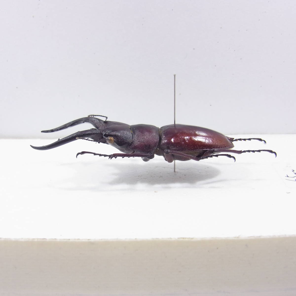 ☆オキナワノコギリクワガタ♂66mm標本☆ INSECT オキナワ