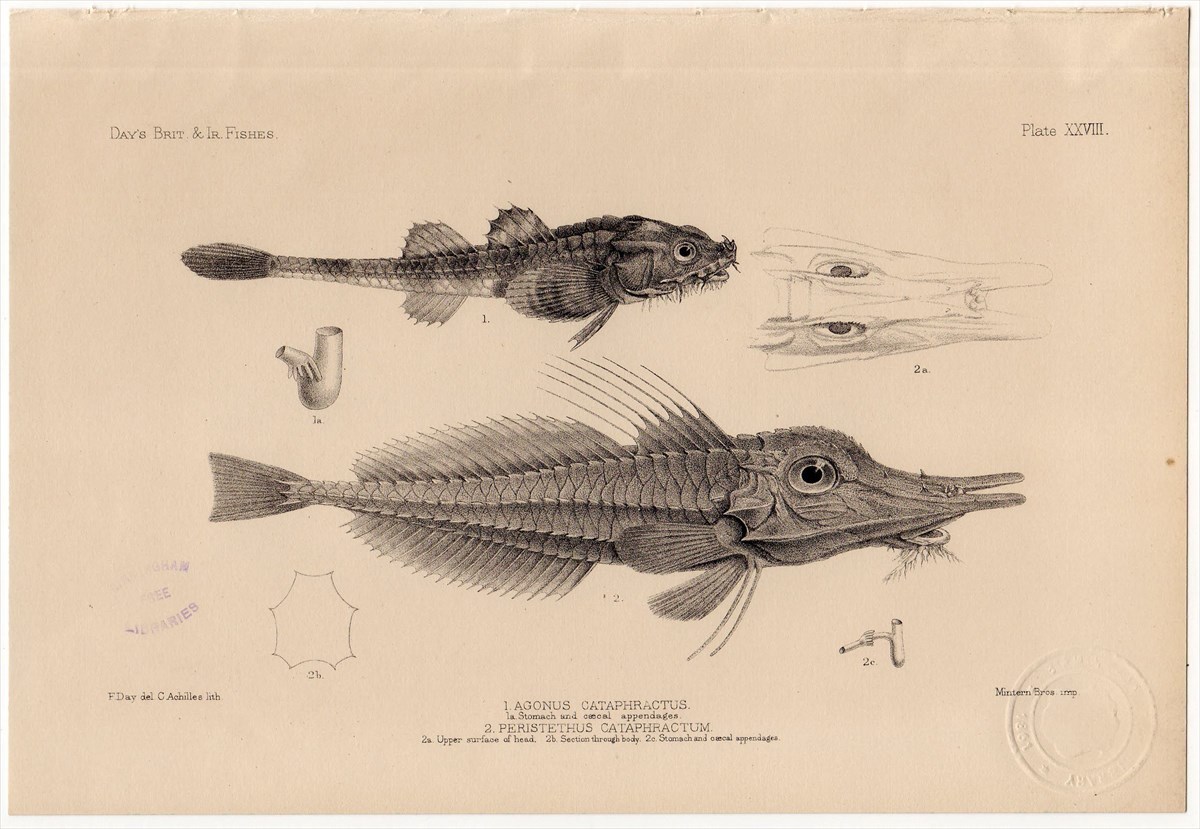 1880年 鋼版画 英国とアイルランドの魚類~ヨロイトクビレ AGONUS CATAPHRACTUS 蔵書印あり 博物画(銅版画、エッチング ...