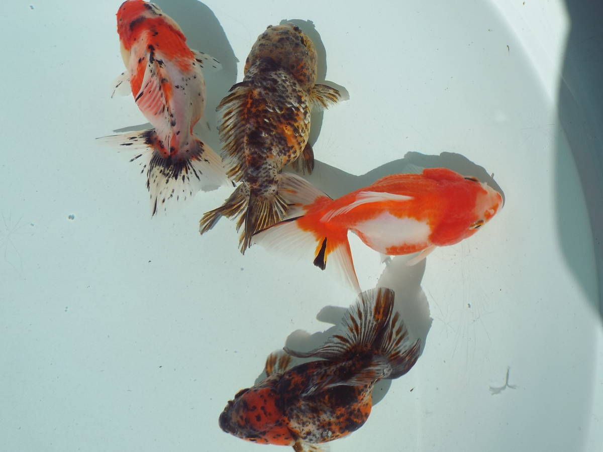 白髪親父が育てた獅子頭琉金 二歳 11～12.6cm 雌雄 4匹セツト