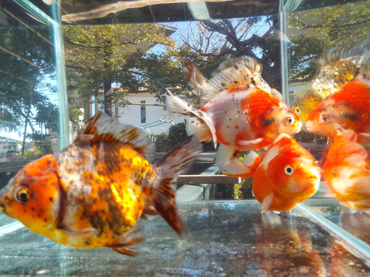 白髪親父が育てた獅子頭琉金 二歳 11～12.6cm 雌雄 4匹セツト