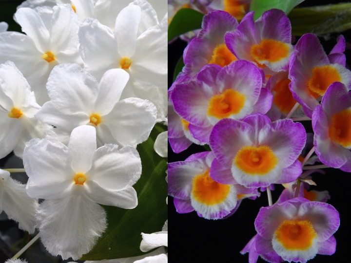 洋蘭原種(389) 新交配 Den. farmeri (petaloid-album'Hsinying'GM x