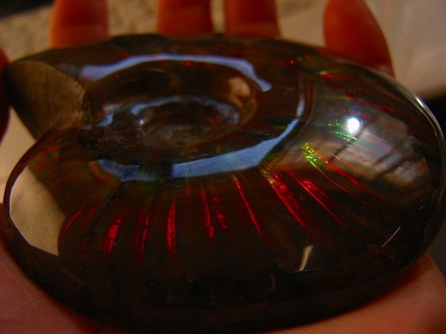 絶品☆数万個の一個☆天然マダガスカル産 化石 イリデッセンス