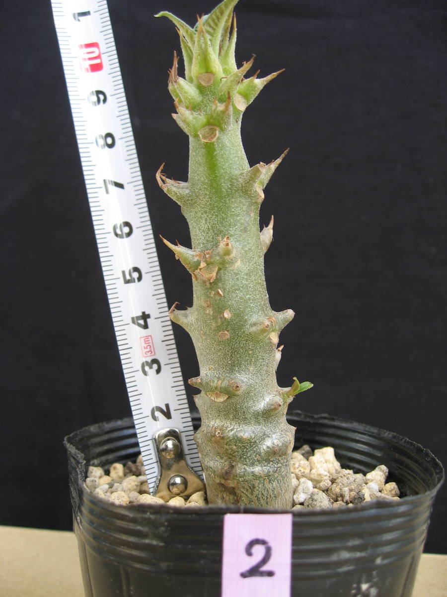 □ パキポディウム ウィンゾリー 実生苗 ＃2 Pachypodium windsorii