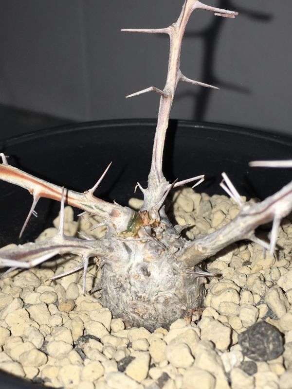  塊根植物 フォークイエリア コルムナリス2&rsquo;&rsquo; 観峰玉 未発根株 Fouquieria columnaris(観葉植物)｜売買されたオークション情報、yahooの商品情報をアーカイブ公開 - オークファン その他