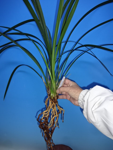 ●寒蘭 高知県土佐清水下ノ加江杖の川産（真翠）C-78