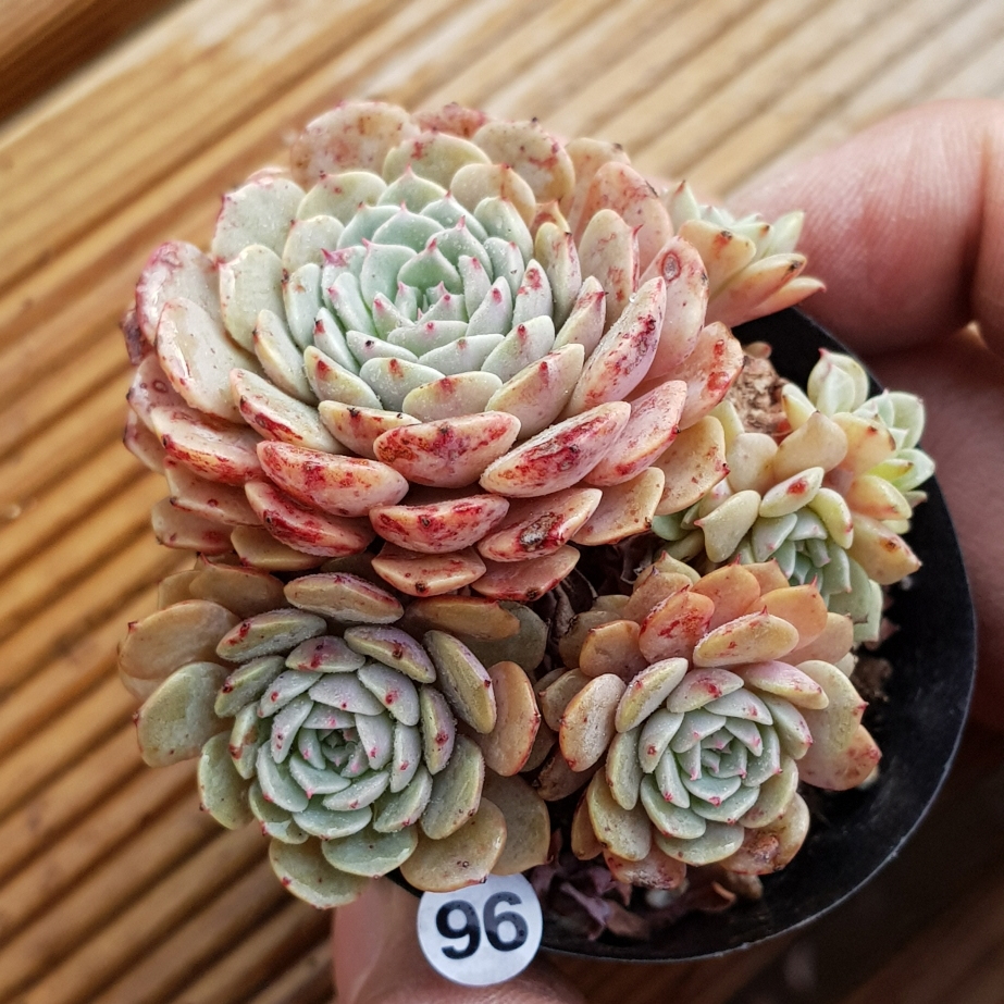 多肉植物 エケベリア プラグ苗セット 寄せ植え ブルーサプライズ 9cm