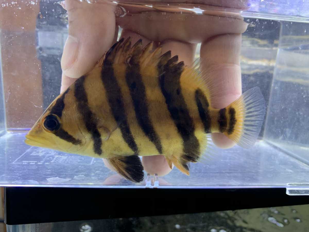 3匹スマトラタイガー ダトニオ スマトラタイガー ハイイエロー 全巻き 