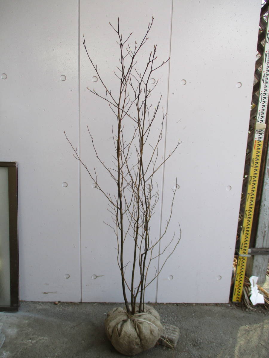 生産者直売！ ◇クロモジ◇ 樹高1.35m 本株立ち 株立ち 植木 苗木