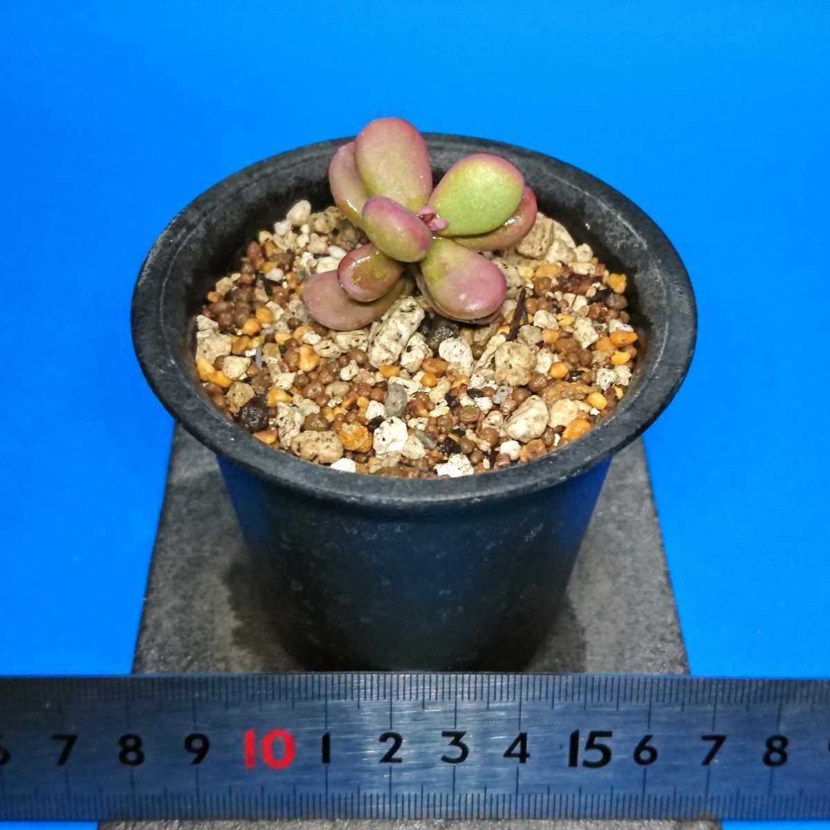 ☆人気種☆【挿し木“株”(発根済)/1株】Ceraria pygmaea/ケラリア