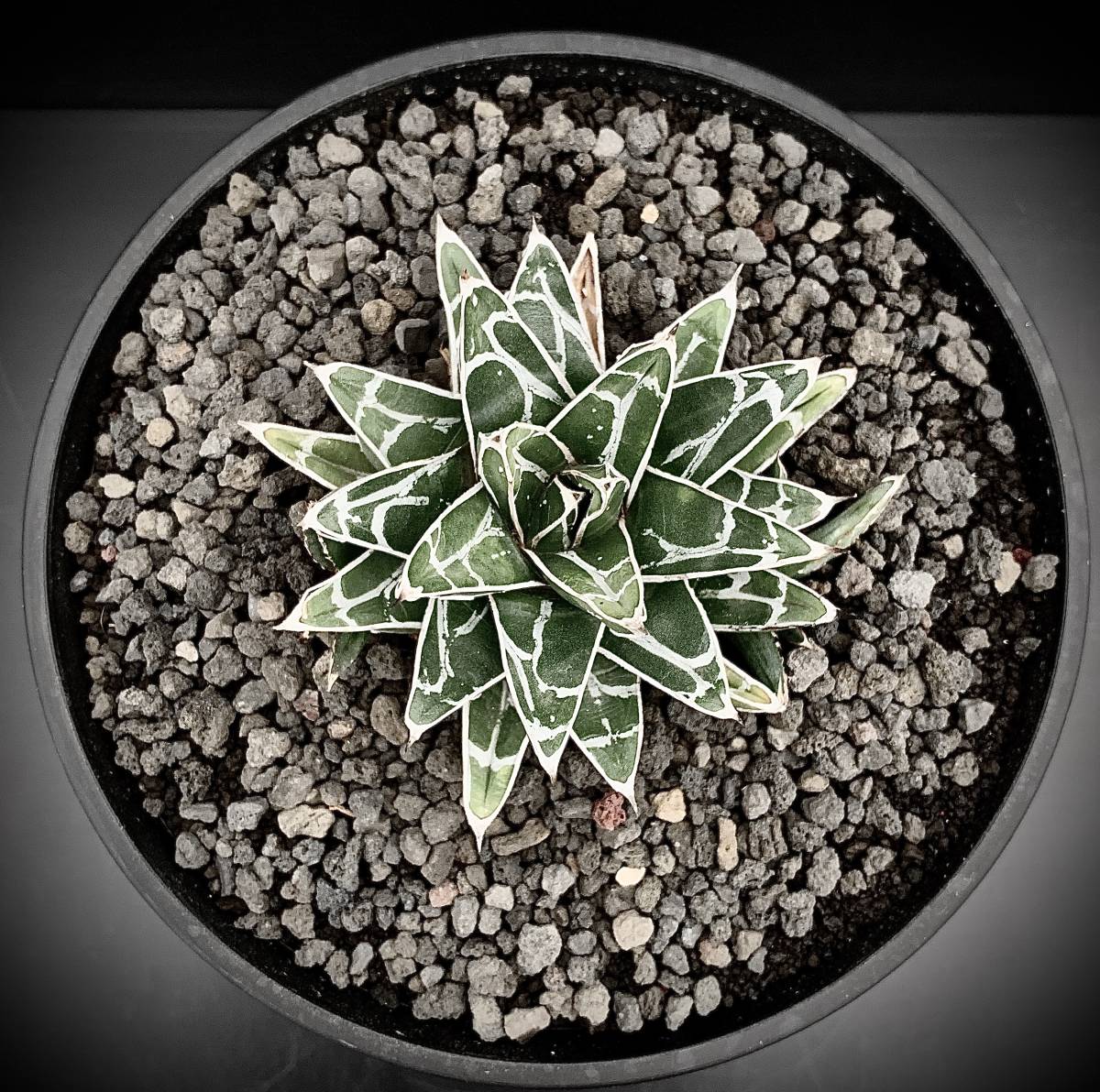 Agave アガベ | victoriae 笹の雪 plants reginae 姫笹の雪 MARU 多肉