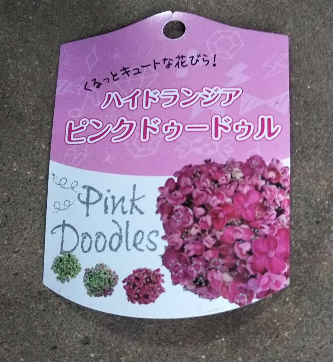 アジサイ 紫陽花 種 ピンクドゥードゥル 限定1 送料290円 アジサイ 売買されたオークション情報 Yahooの商品情報をアーカイブ公開 オークファン Aucfan Com