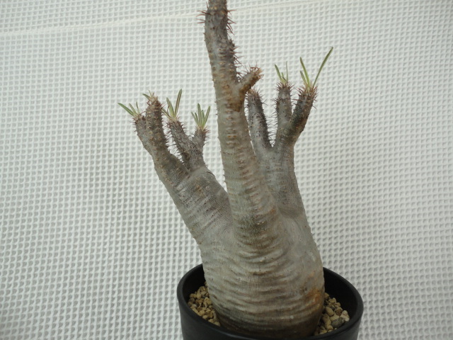 冬でも成功！パキポディウム・グラキリスの発根管理方法｜実体験 パキポディウム・グラキリス塊根植物好きを魅了する、その秘密を徹底 園芸ネット本店｜パキポディウム：グラキリス（発根済み・現地球） パキポディウム・グラキリスの魅力｜育て方は？管理法と注意点 パキポディウムグラキリス実生株の育て方と現地球との3つの大きな違い パキポディウム・グラキリスの育て方\u2010おーきっどblog パキポディウム グラキリス しわ肌 現地株 発根済 (日本の真夏、真冬経験済みで安心だと思います。） 