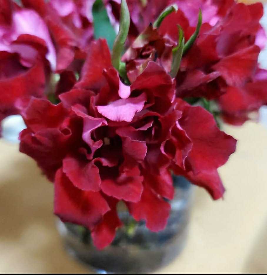 バラ苗 挿し木苗 切り花品種 アンダルシア バラ 売買されたオークション情報 Yahooの商品情報をアーカイブ公開 オークファン Aucfan Com