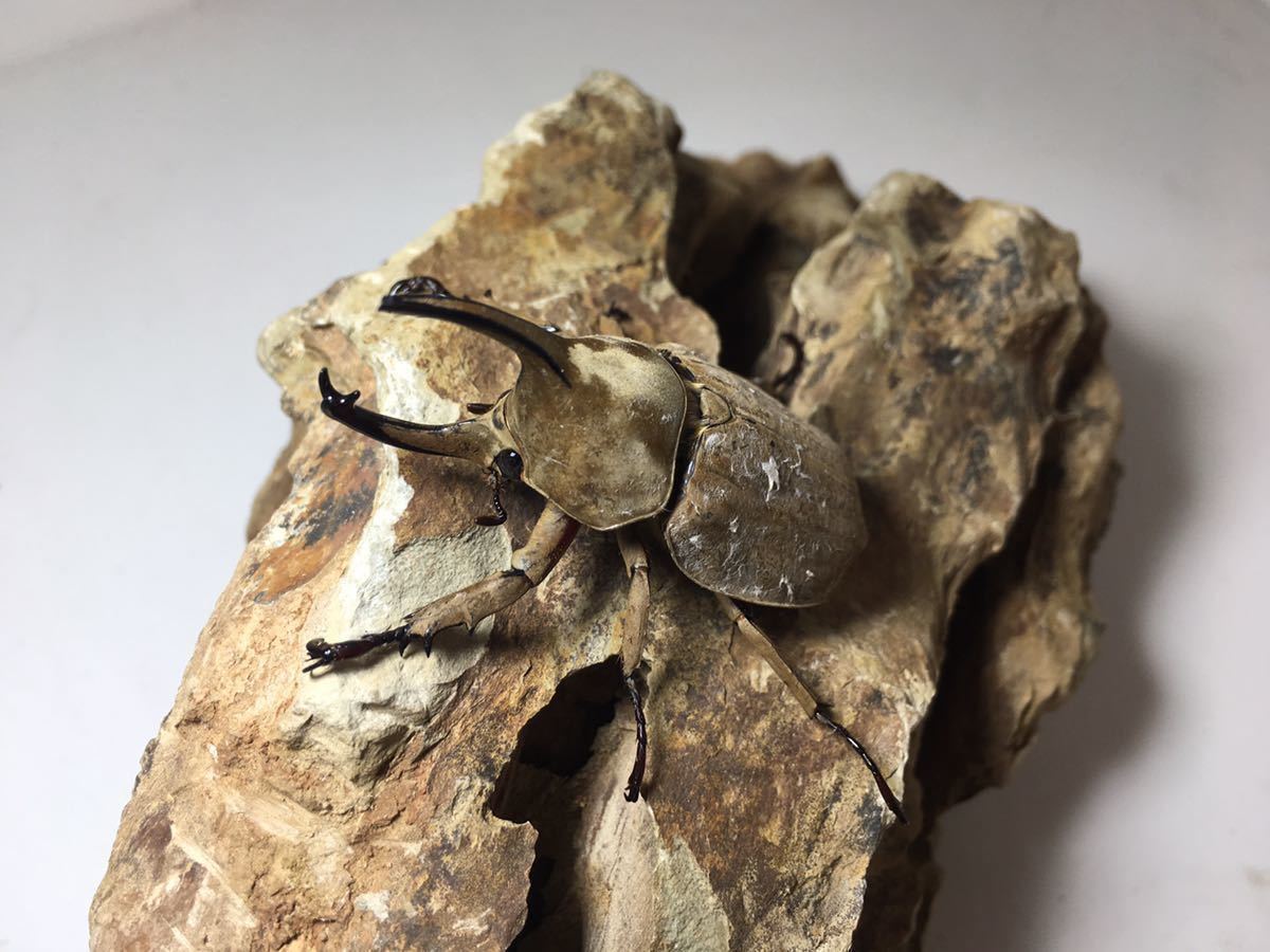 【ヒナカブト】グランディスヒナカブトWF1幼虫三頭②