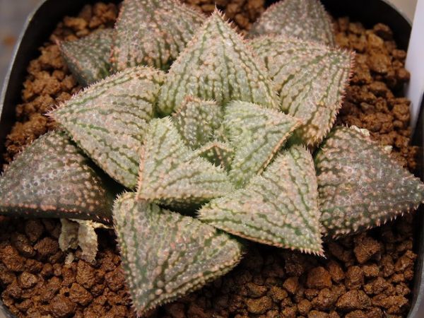 □インペリアル×四月物語 実生 未繁殖苗 【多肉植物 ハオルチア