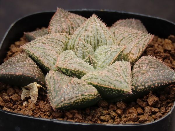 □インペリアル×四月物語 実生 未繁殖苗 【多肉植物 ハオルチア