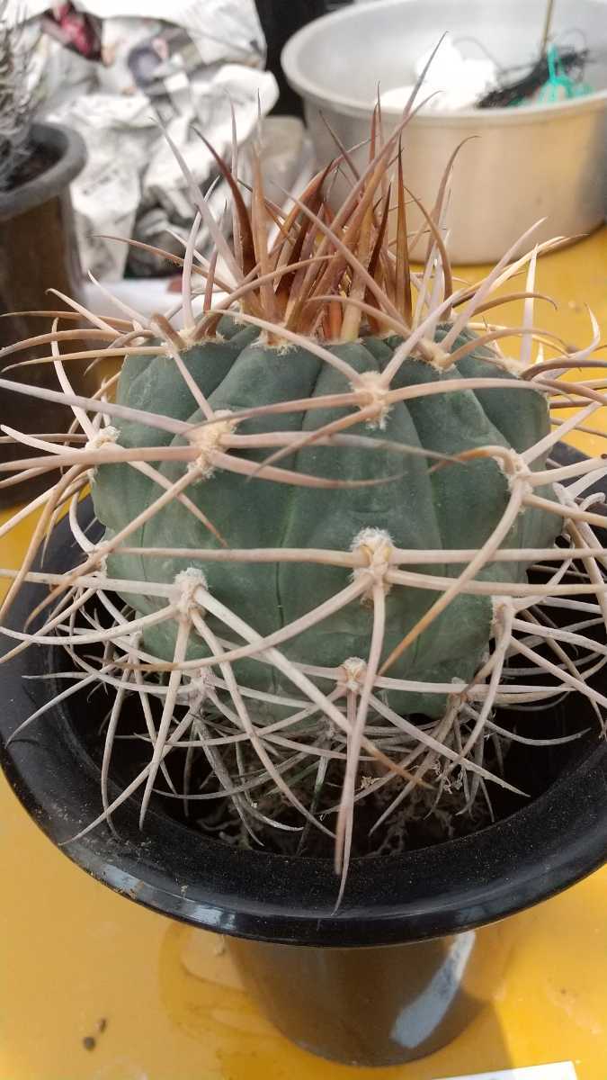 光琳玉 実生 Gymnocalycium ギムノカリキウム サボテン cardenasianum