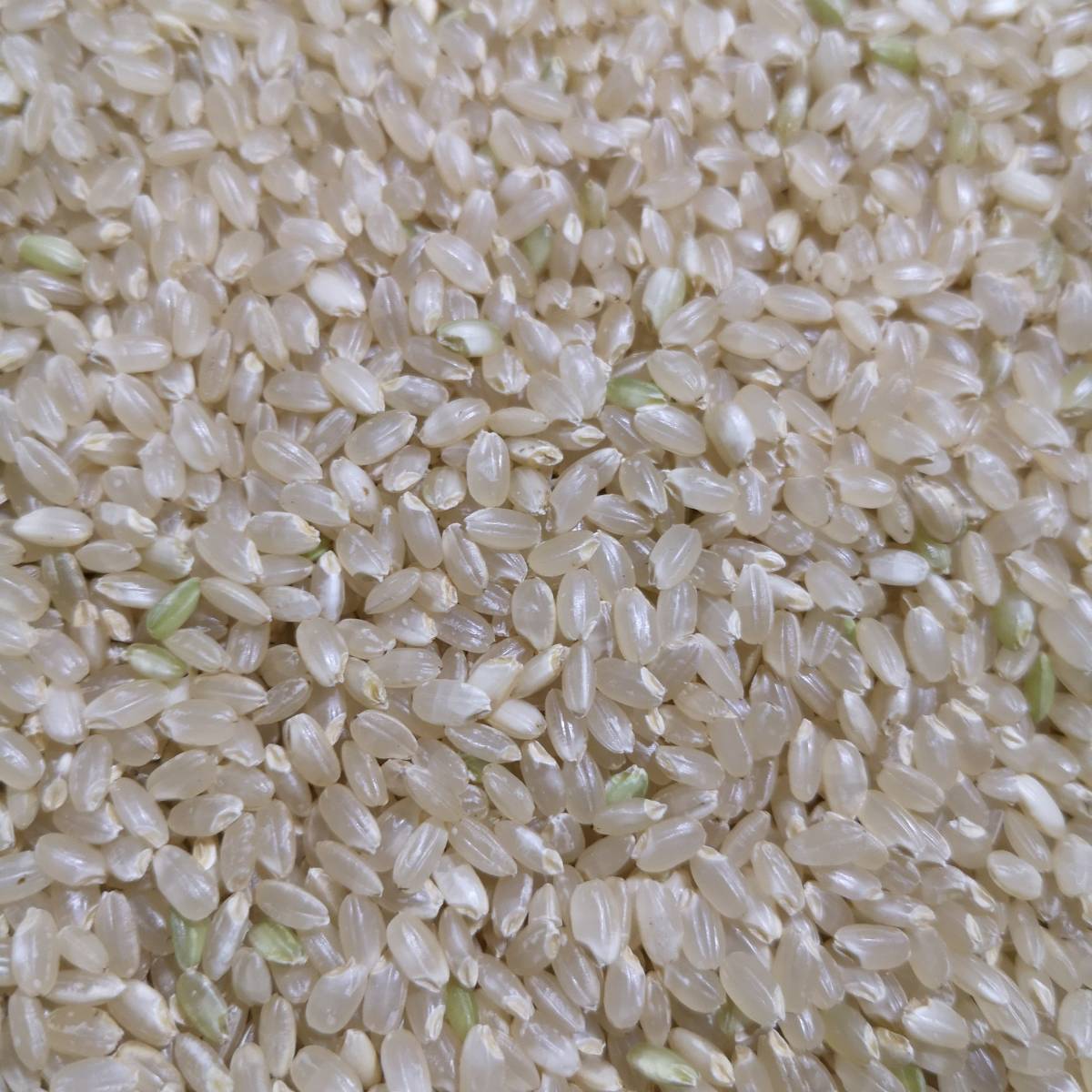 ピロ ササニシキ 玄米24kg ピロ様専用 ササニシキ 玄米24kg 楽天市場