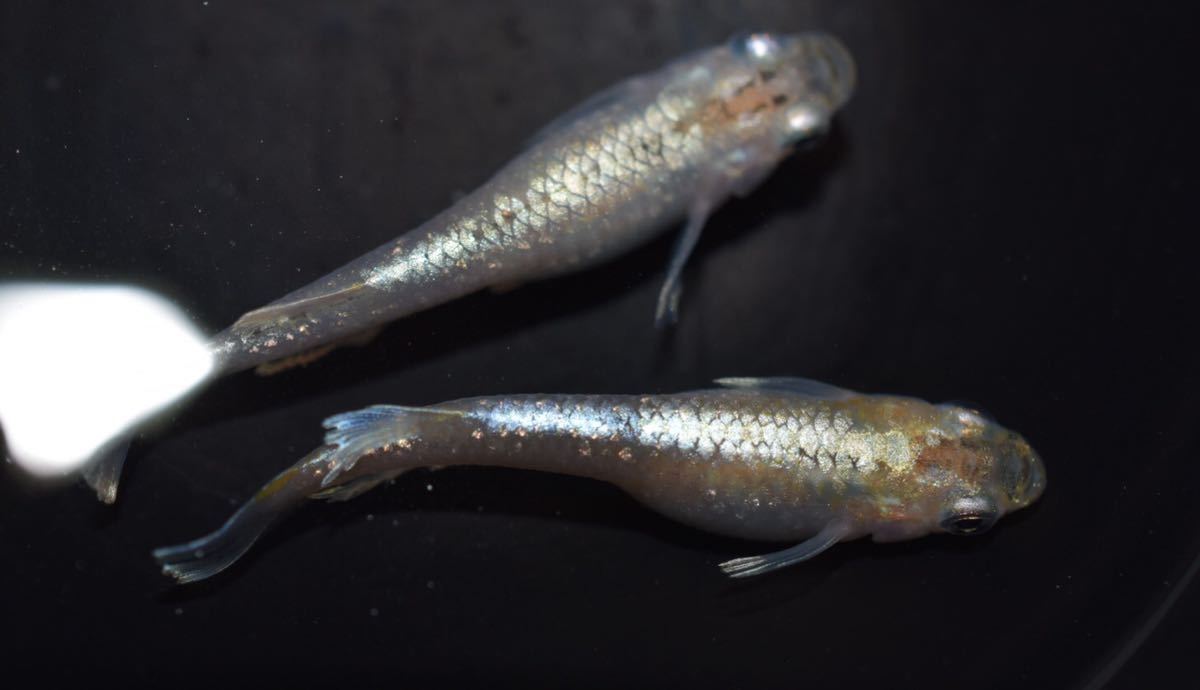 めだか屋 柚月 鱗光 メダカ 有精卵30個 A 本家垂水様血統 C めだか 売買されたオークション情報 Yahooの商品情報をアーカイブ公開 オークファン Aucfan Com