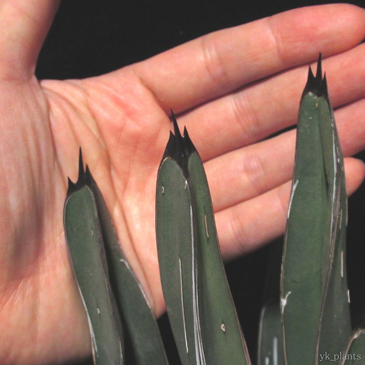 #08 アガベ ニッケルシー Agave nickelsiae (victoriae-reginae v.fernandii-regis) ( 塊根植物 コーデックス アガベ ユッカ 好きにも_1