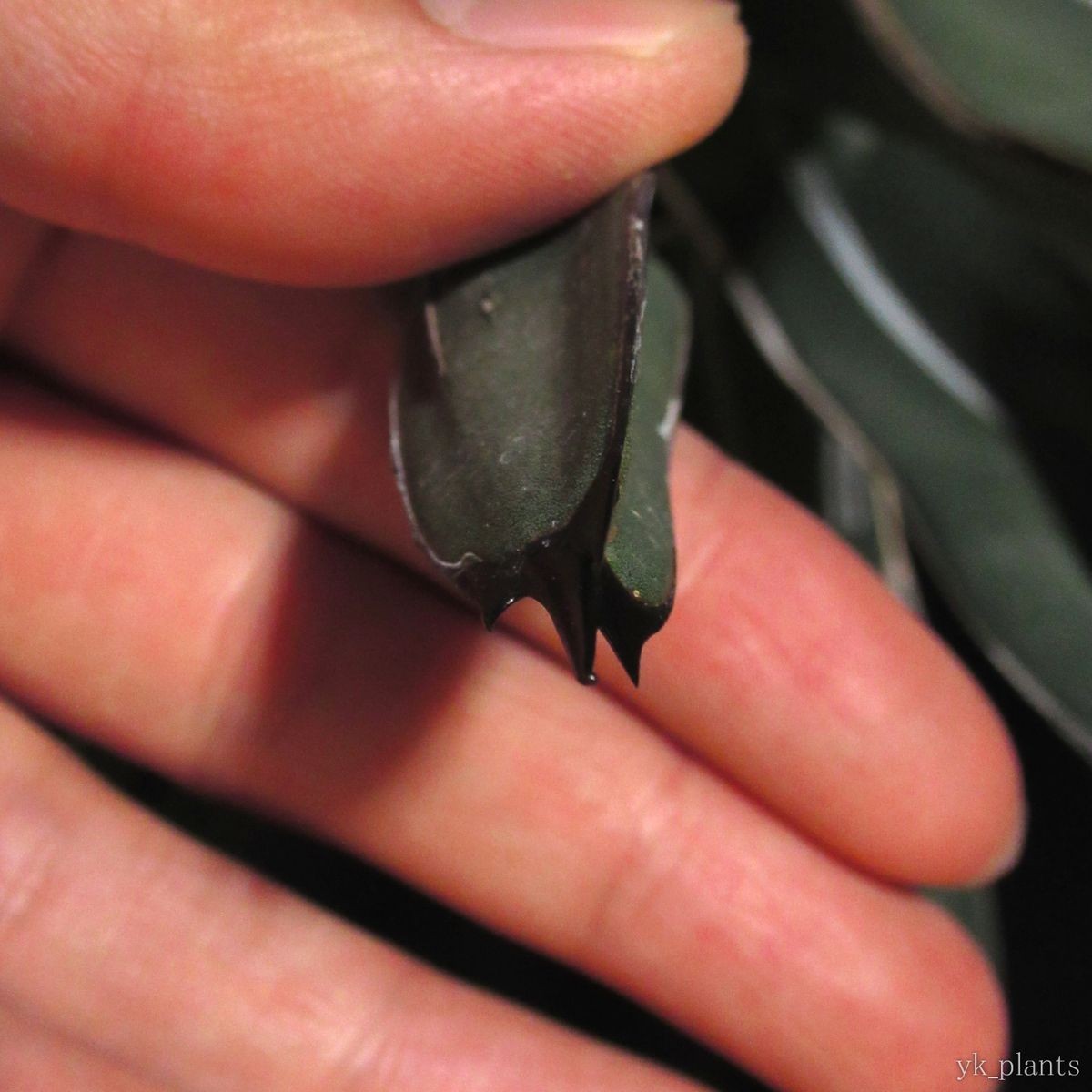 #08 アガベ ニッケルシー Agave nickelsiae (victoriae-reginae v.fernandii-regis) ( 塊根植物 コーデックス アガベ ユッカ 好きにも_3