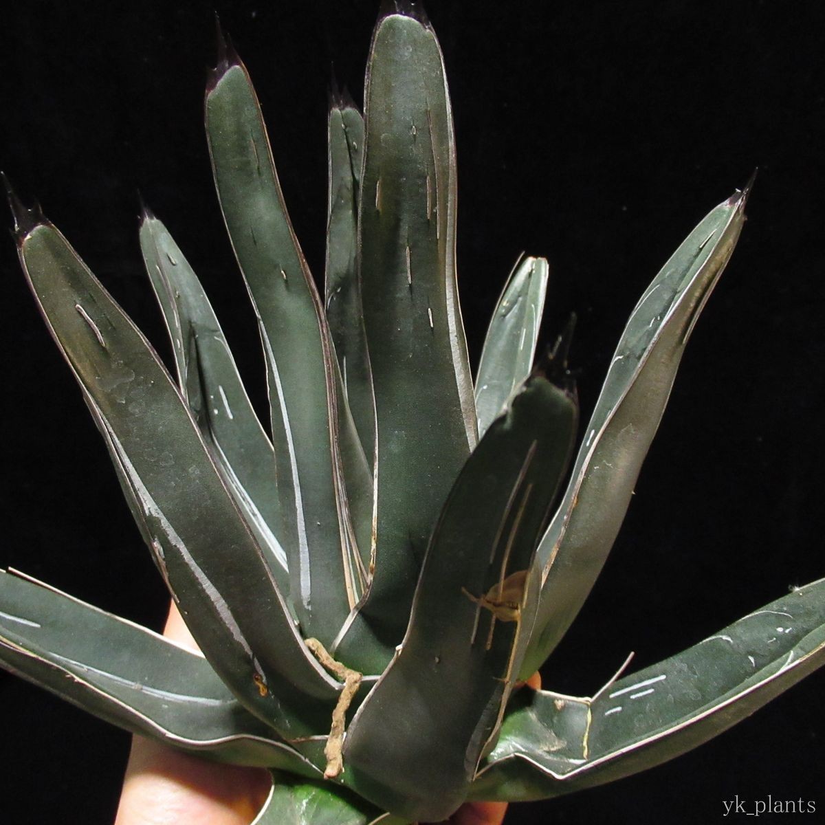 #08 アガベ ニッケルシー Agave nickelsiae (victoriae-reginae v.fernandii-regis) ( 塊根植物 コーデックス アガベ ユッカ 好きにも_5