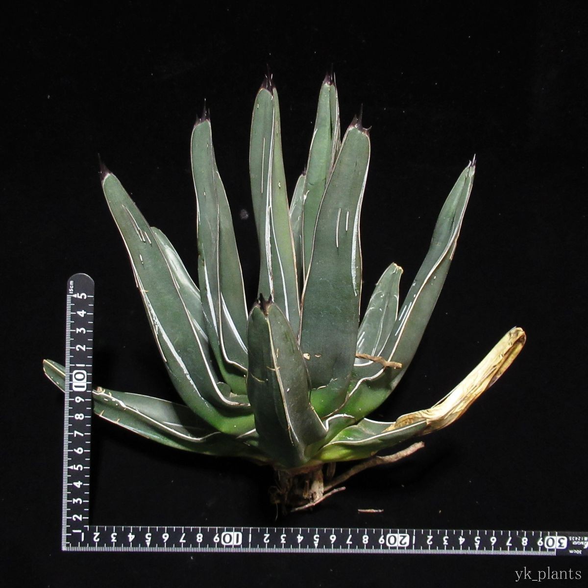 #08 アガベ ニッケルシー Agave nickelsiae (victoriae-reginae v.fernandii-regis) ( 塊根植物 コーデックス アガベ ユッカ 好きにも_6