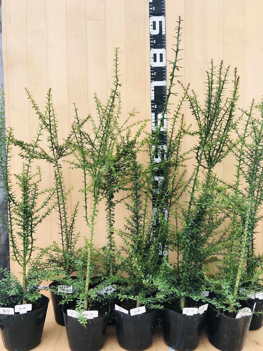 苗木・植木 フィンガーライム 苗木 8寸 50cm以上