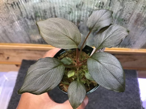 ホマロメナ 熱帯植物.com \u2013 Homalomenaの人工授粉、交配、結実、実生 原種Homalomenaの交配記録１７３成功！ 1鉢 ホマロメナ交配苗 Homalomena Rec33-10 K0319-f1 