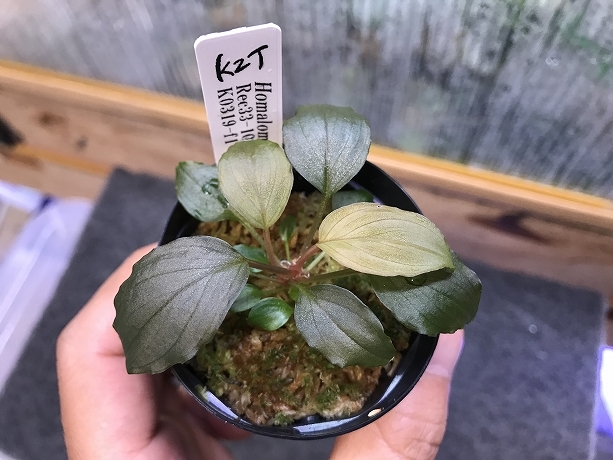 ホマロメナ 熱帯植物.com \u2013 Homalomenaの人工授粉、交配、結実、実生 原種Homalomenaの交配記録１７３成功！ 1鉢 ホマロメナ交配苗 Homalomena Rec33-10 K0319-f1 