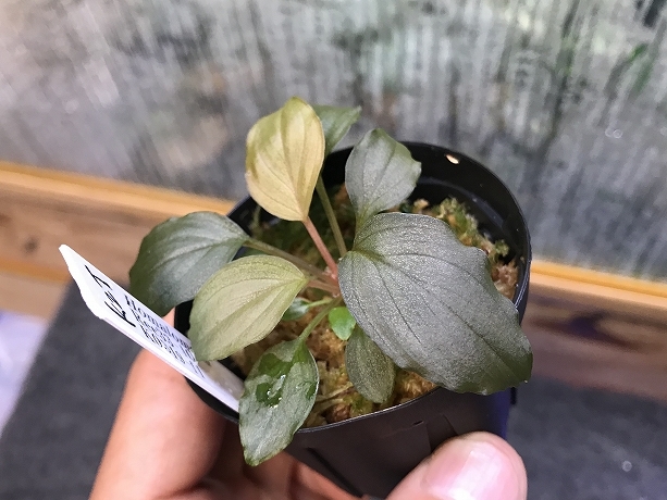 ホマロメナ 熱帯植物.com \u2013 Homalomenaの人工授粉、交配、結実、実生 原種Homalomenaの交配記録１７３成功！ 1鉢 ホマロメナ交配苗 Homalomena Rec33-10 K0319-f1 