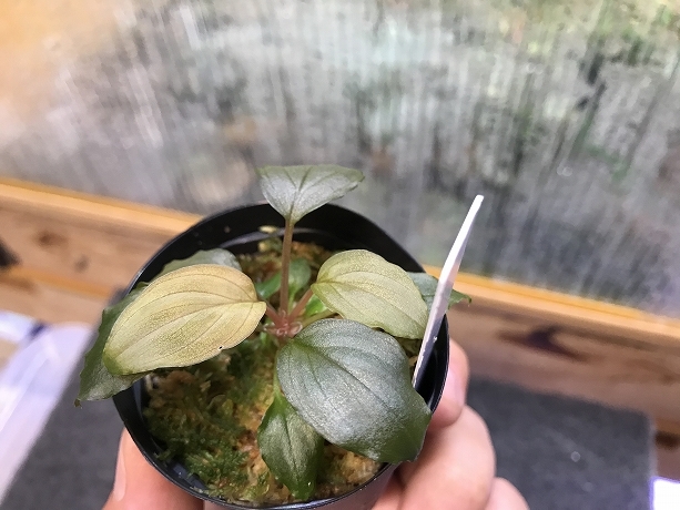 ホマロメナ 熱帯植物.com \u2013 Homalomenaの人工授粉、交配、結実、実生 原種Homalomenaの交配記録１７３成功！ 1鉢 ホマロメナ交配苗 Homalomena Rec33-10 K0319-f1 
