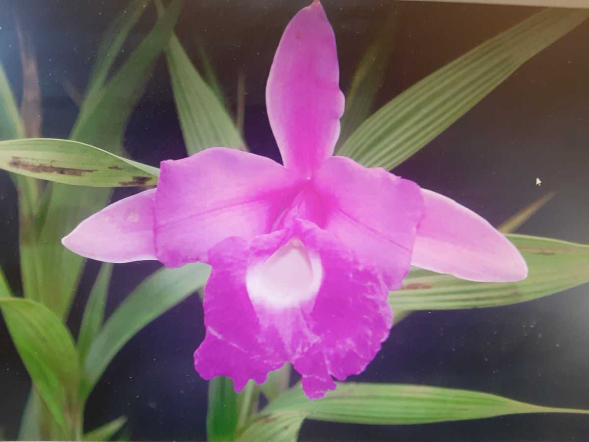 全国無料，新品 天下家植物界 Sob macrantha&lsquo;Nana&rsquo;洋蘭(ラン)｜売買されたオークション情報、yahooの商品情報をアーカイブ公開 - オークファン ラン