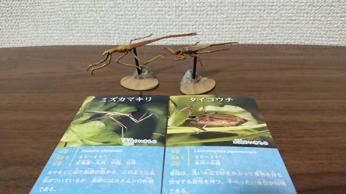 水辺のいきもの タイコウチ ミズカマキリ フィギュア エフトイズ 昆虫 