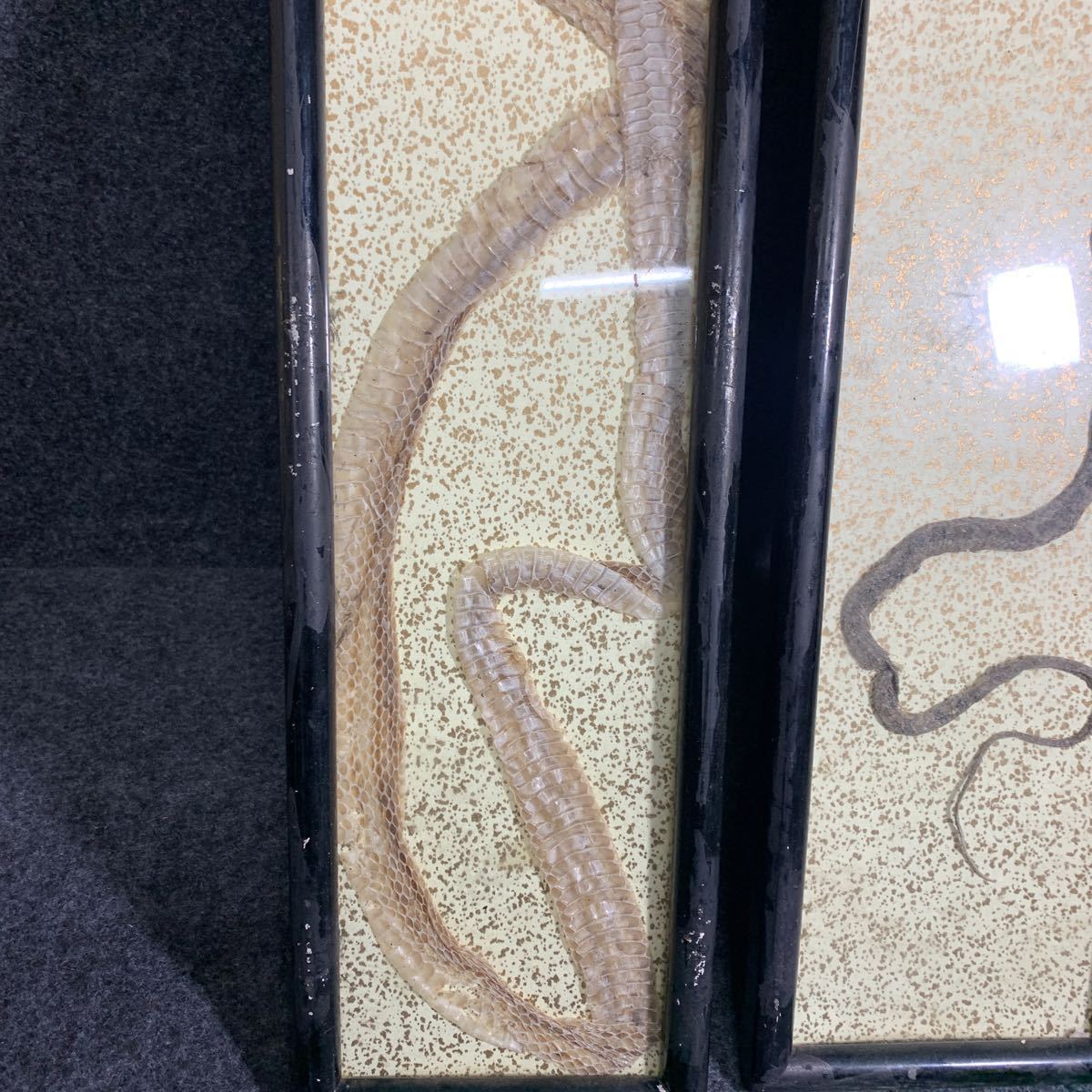 R0644 蛇の抜け殻 縁起物 金運アップ 蛇 ヘビ 抜け殻 脱皮 科学 自然 売買されたオークション情報 Yahooの商品情報をアーカイブ公開 オークファン Aucfan Com