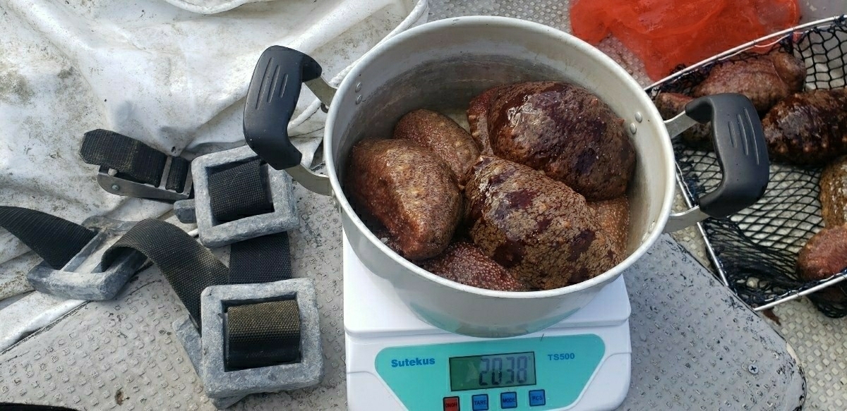 定番，限定SALE 活き 赤ナマコ 約2kg 活きたままクロネコヤマト冷蔵便 出荷予定(その他)｜売買されたオークション情報、yahooの商品情報をアーカイブ公開 - オークファン その他
