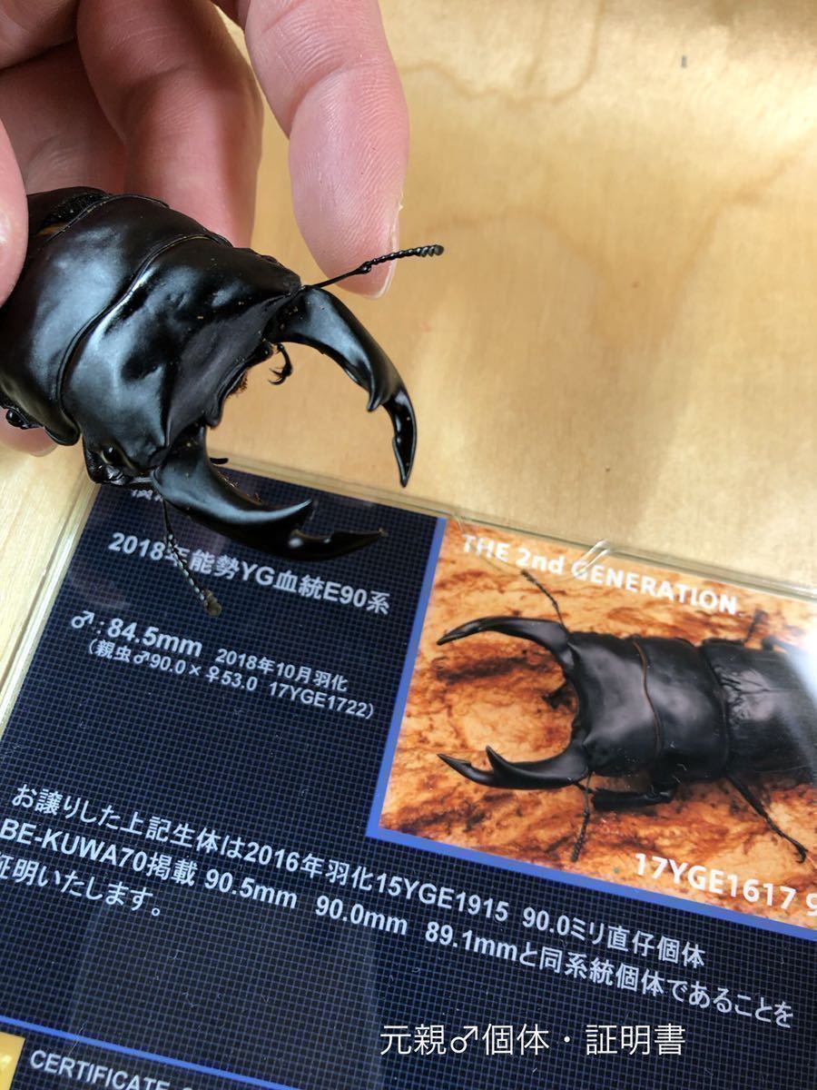 新成虫 能勢YG血統新成虫オス単品68.5mm G00 PAY ID オオクワガタ能勢