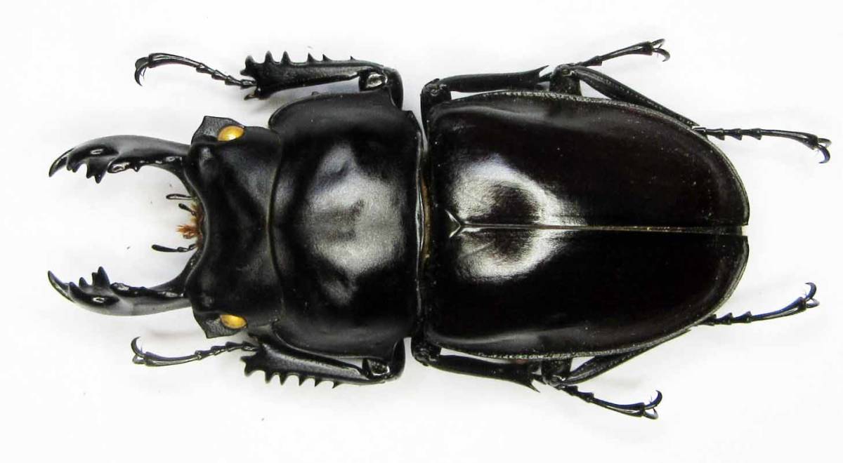 チャイロマルバネクワガタ 標本 | - the 国産クワガタ Insect Islands