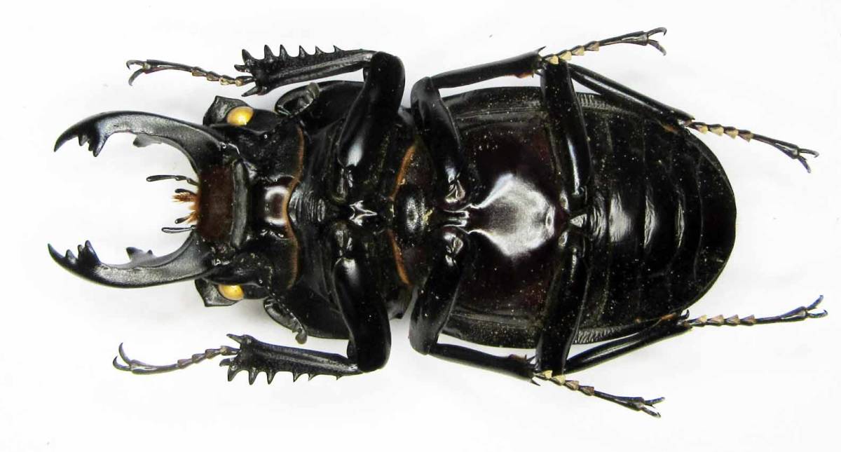 チャイロマルバネクワガタ 標本 | - the 国産クワガタ Insect Islands