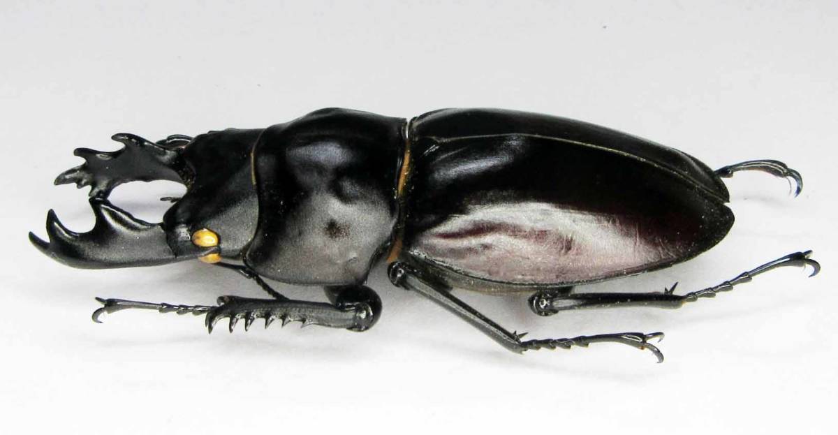 チャイロマルバネクワガタ 標本 | - the 国産クワガタ Insect Islands