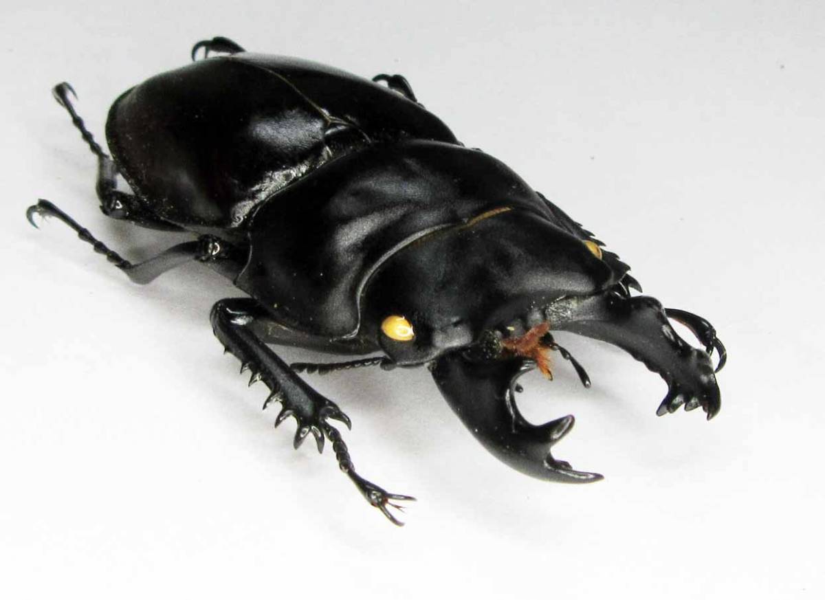 チャイロマルバネクワガタ 標本 | - the 国産クワガタ Insect Islands